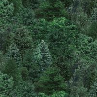 es176 Pine
